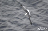 Red-legged Kittiwake (Rissa brevirostris) 