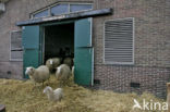 Schaap (Ovis domesticus)