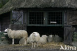 Schaap (Ovis domesticus)