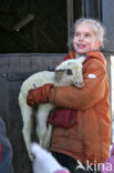 Sheep (Ovis domesticus)