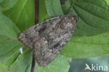Schijn-piramidevlinder (Amphipyra berbera)