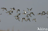 Oystercatcher (Haematopus ostralegus)