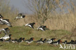 Oystercatcher (Haematopus ostralegus)