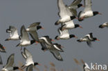 Oystercatcher (Haematopus ostralegus)