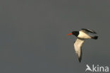Oystercatcher (Haematopus ostralegus)