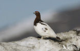 Schots Sneeuwhoen (Lagopus lagopus scoticus)