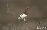 Schots Sneeuwhoen (Lagopus lagopus scoticus)