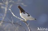 Schots Sneeuwhoen (Lagopus lagopus scoticus)