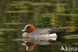 Wigeon (Anas penelope)