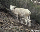 Dall’s Sheep (Ovis dalli)