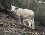 Sneeuwschaap (Ovis dalli)