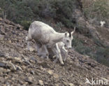 Dall’s Sheep (Ovis dalli)
