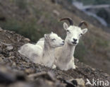 Dall’s Sheep (Ovis dalli)