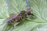 Hoverfly (Anasimyia lineata)