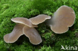 Jelly Tooth (Pseudohydnum gelatinosum)