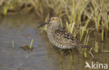 Steltstrandloper (Micropalama himantopus)