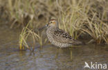 Steltstrandloper (Micropalama himantopus)