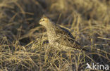 Steltstrandloper (Micropalama himantopus)