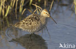 Steltstrandloper (Micropalama himantopus)