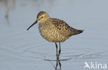 Steltstrandloper (Micropalama himantopus)