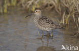 Steltstrandloper (Micropalama himantopus)