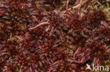 Stijf veenmos (Sphagnum capillifolium) 