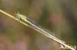 Scarce Blue-tailed Damselfly (Ischnura pumilio)