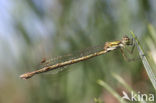 Tengere pantserjuffer (Lestes virens) 