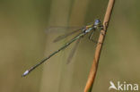 Tengere pantserjuffer (Lestes virens) 