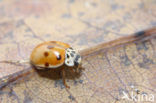 10 spot Ladybird