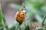 10 spot Ladybird