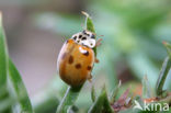 Tienstippelig lieveheersbeestje (Adalia decempunctata)