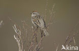 Toendragors (Spizella arborea)