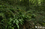 Tongvaren (Asplenium scolopendrium)