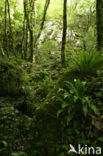 Hartstonque (Asplenium scolopendrium)