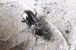 Tweevlekspiegeltje (Notiophilus biguttatus)