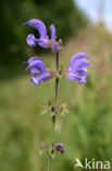 Veldsalie (Salvia pratensis) 