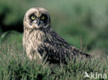 Short-eared Owl (Asio flammeus)