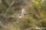 Venglazenmaker (Aeshna juncea)