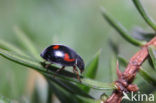 Viervleklieveheersbeestje (Exochomus quadripustulatus)