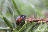 Viervleklieveheersbeestje (Exochomus quadripustulatus)