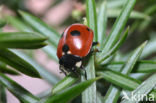 5 spot Ladybird