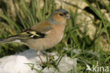 Vink (Fringilla coelebs)