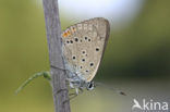 Purple-shot copper (Lycaena alciphron)