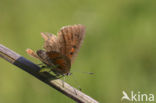 Violette vuurvlinder (Lycaena alciphron)