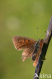 Purple-shot copper (Lycaena alciphron)