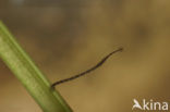fish leech (Piscicola geometra)