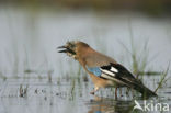 Eurasian Jay (Garrulus glandarius)