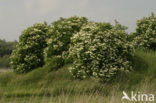 Vlier (Sambucus )