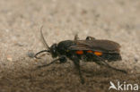 Eoferreola rhombica